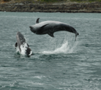 Happy Dolphins