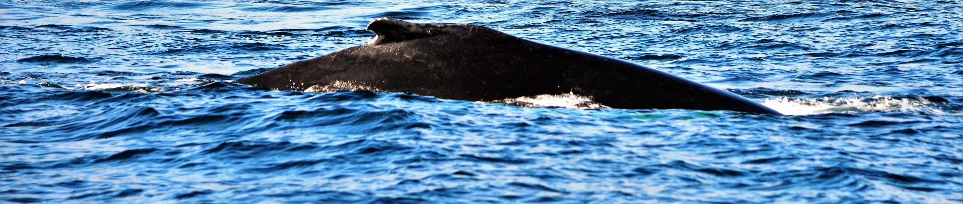 Whale Watching